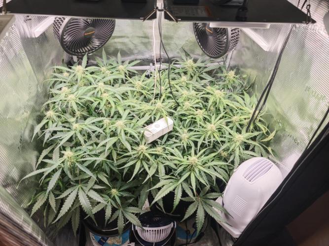 Pineapple Express F1 Auto. Week 8 - Day 51