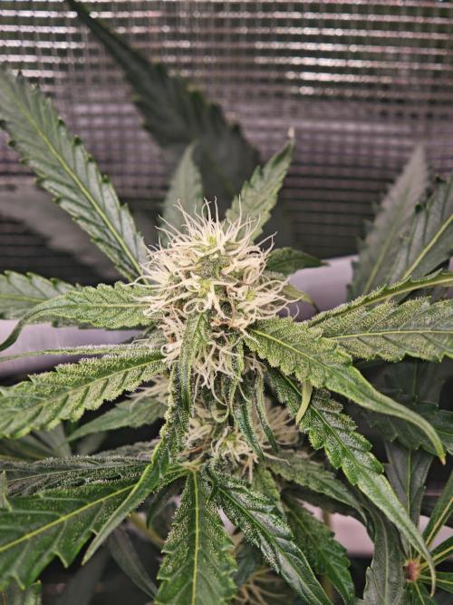 Pineapple Express F1 Auto. Week 8 - Bud - Day 51