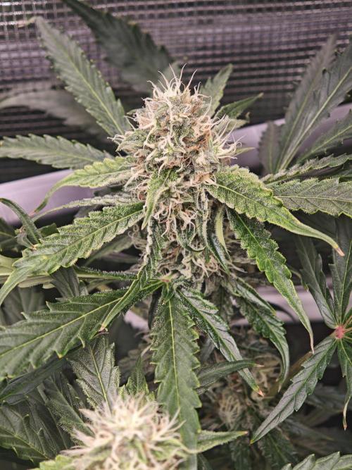 Pineapple Express F1 Auto. Week 9 - Bud - Day 58