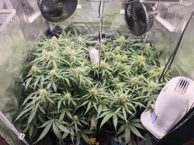 Pineapple Express F1 Auto. Week 9 - Day 58