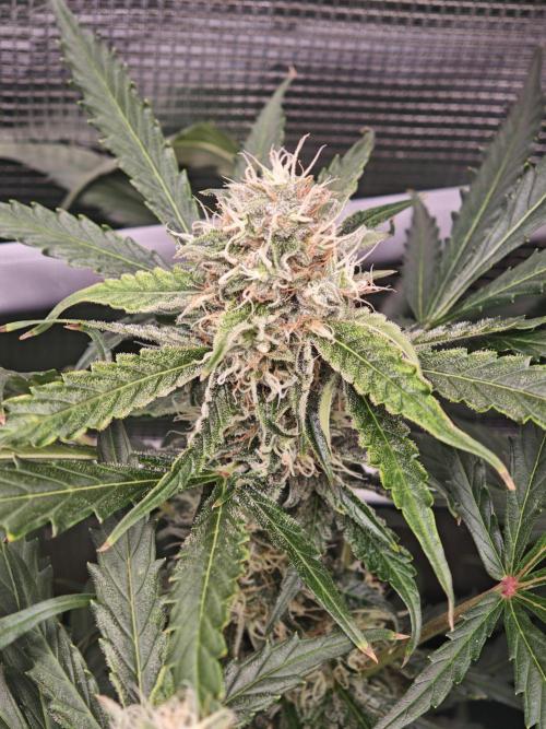 Pineapple Express F1 Auto. Week 9 - Bud - Day 60