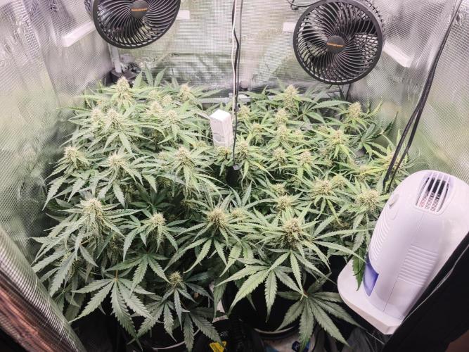 Pineapple Express F1 Auto. Week 9 - Day 60