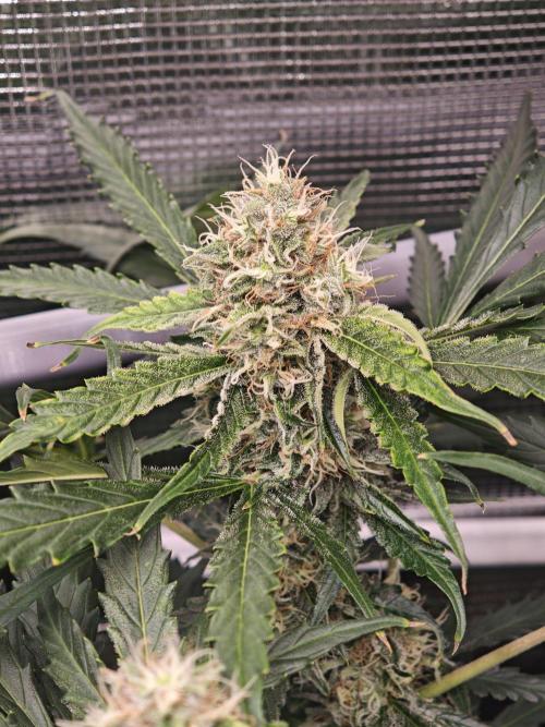 Pineapple Express F1 Auto. Week 9 - Bud - Day 61