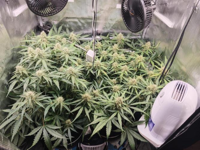Pineapple Express F1 Auto. Week 9 - Day 61