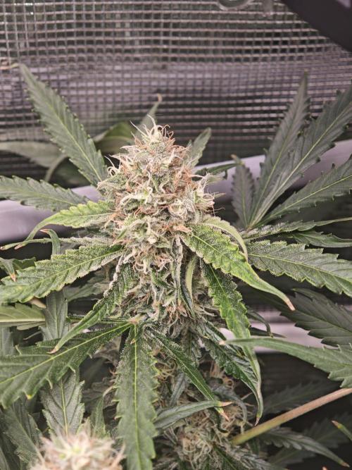 Pineapple Express F1 Auto. Week 9 - Bud - Day 62