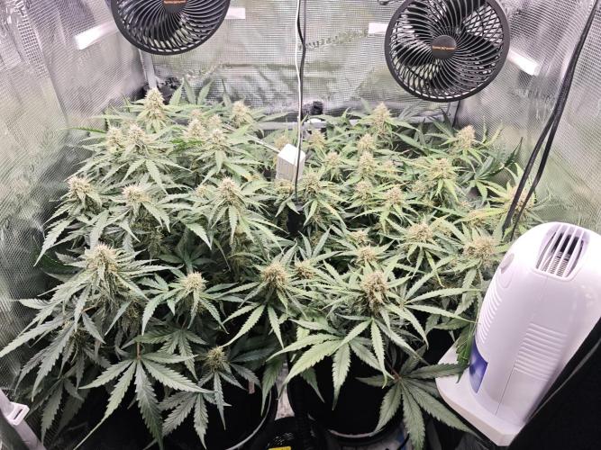Pineapple Express F1 Auto. Week 9 - Day 62