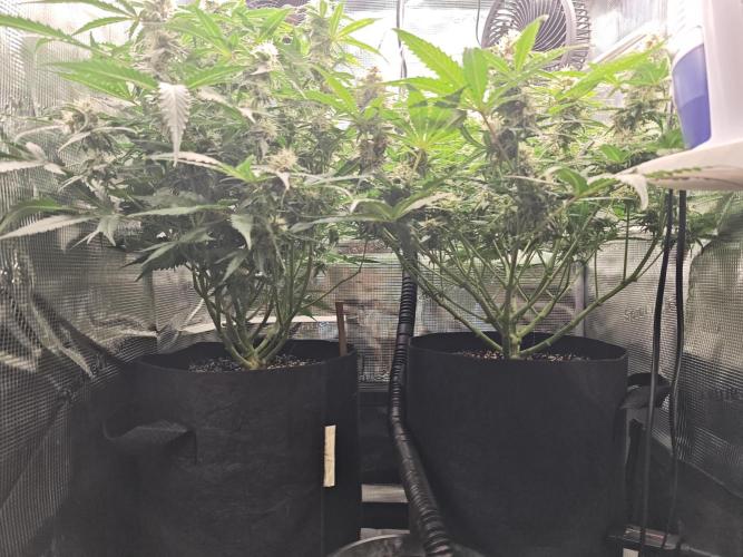Pineapple Express F1 Auto. Week 9 - Day 62