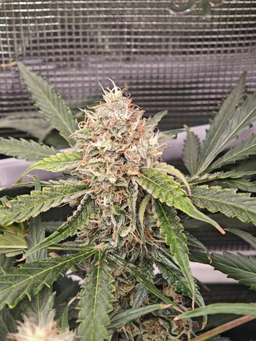 Pineapple Express F1 Auto. Week 10 - Day 64