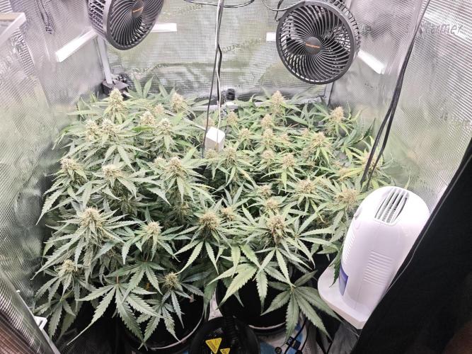 Pineapple Express F1 Auto. Week 10 - Day 64