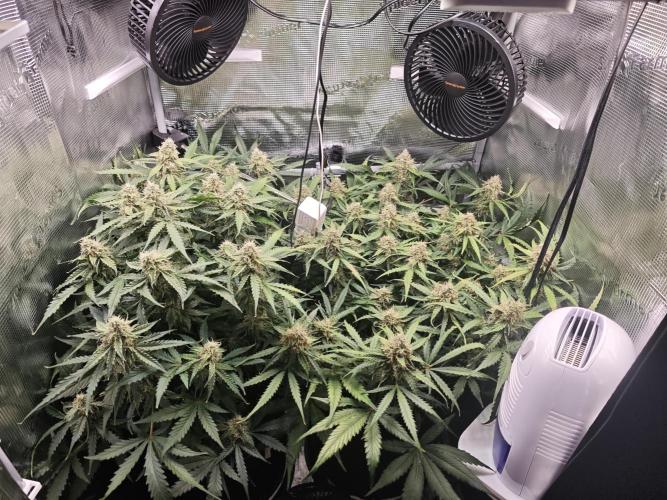 Pineapple Express F1 Auto. Week 10 - Day 66