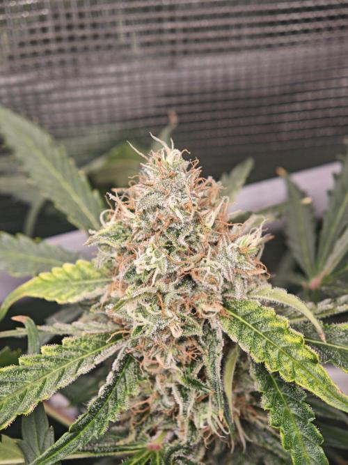 Pineapple Express F1 Auto. Week 10 - Day 66