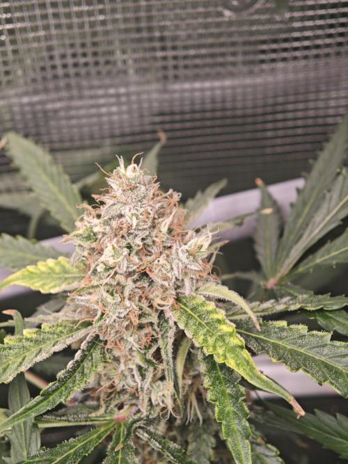 Pineapple Express F1 Auto. Week 10 - Day 68
