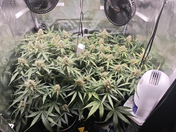 Pineapple Express F1 Auto. Week 10 - Day 68