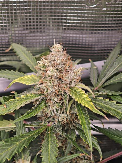 Pineapple Express F1 Auto. Week 10 - Day 70