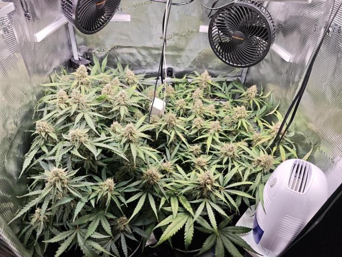Pineapple Express F1 Auto. Week 10 - Day 70
