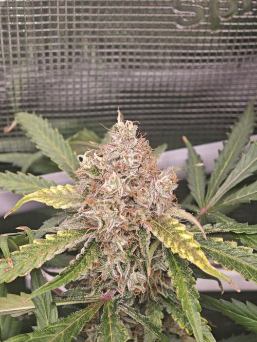 Pineapple Express F1 Automatic. Week 11