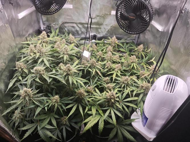 Pineapple Express F1 Auto. Week 11 - Day 72