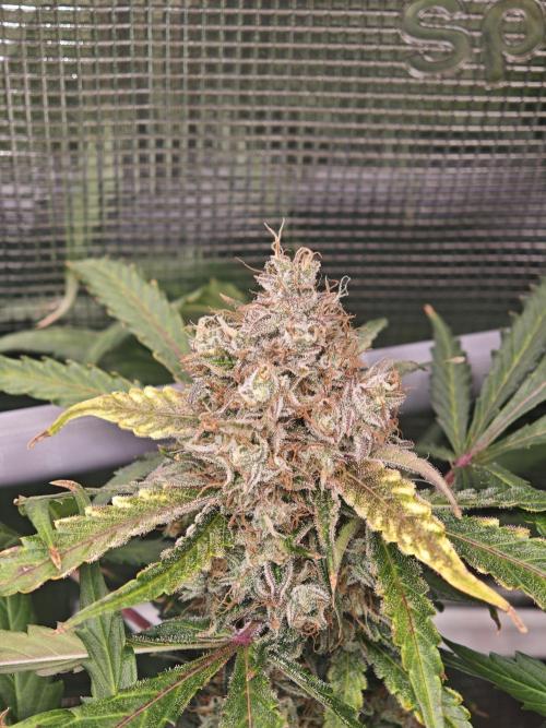 Pineapple Express F1 Auto. Week 11 - Bud - Day 74