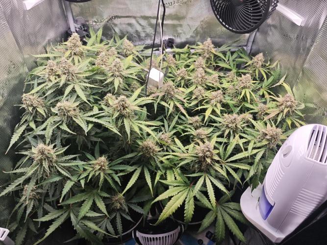 Pineapple Express F1 Auto. Week 11 - Day 74