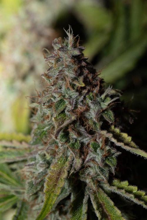 Pineapple Express F1 Auto. Week 12 - Day 78