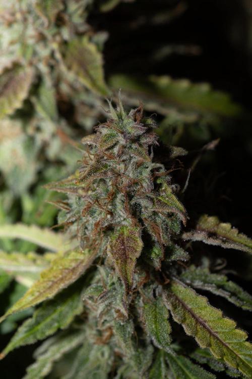 Pineapple Express F1 Auto. Week 12 - Day 78
