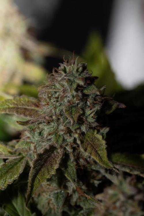 Pineapple Express F1 Auto. Week 12 - Day 78