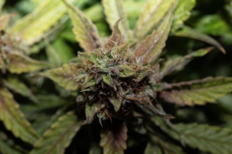 Pineapple Express F1 Auto. Week 12 - Day 78