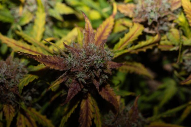 Pineapple Express F1 Auto. Week 12 - Day 78