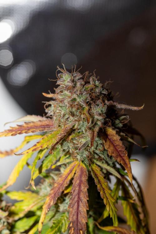 Pineapple Express F1 Auto. Week 12 - Day 78