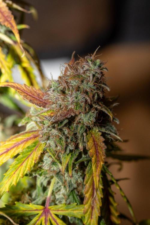 Pineapple Express F1 Auto. Week 12 - Day 78
