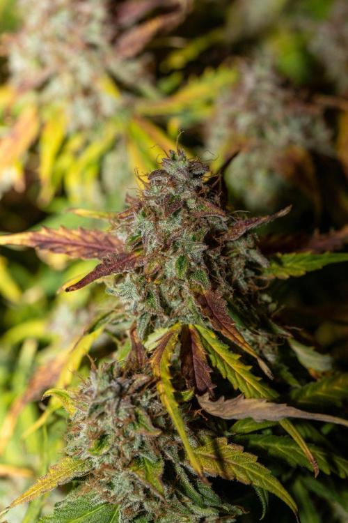 Pineapple Express F1 Auto. Week 12 - Day 78