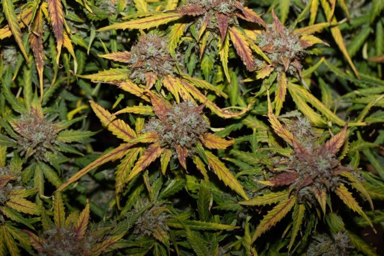 Pineapple Express F1 Auto. Week 12 - Day 78