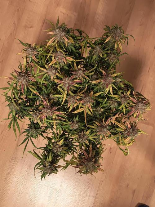 Pineapple Express F1 Auto. Week 12 - Day 78