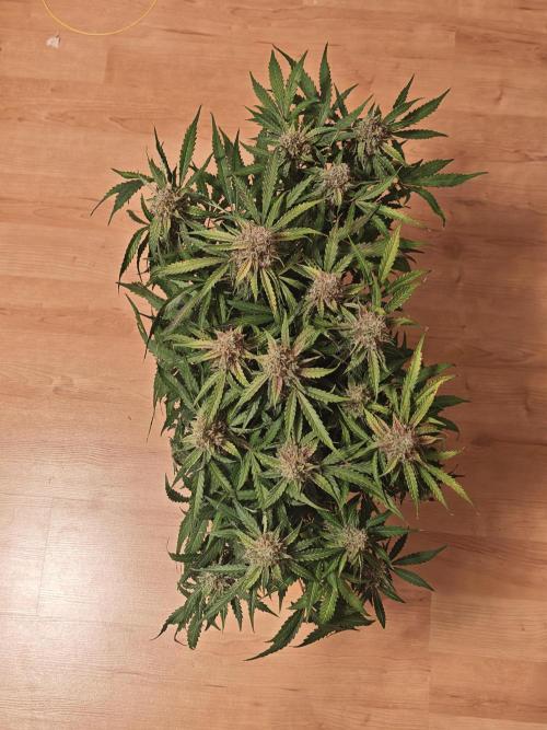 Pineapple Express F1 Auto. Week 12 - Day 78