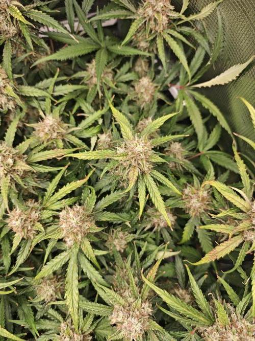 Pineapple Express F1 Auto. Week 10 - More mature plant - Day 70