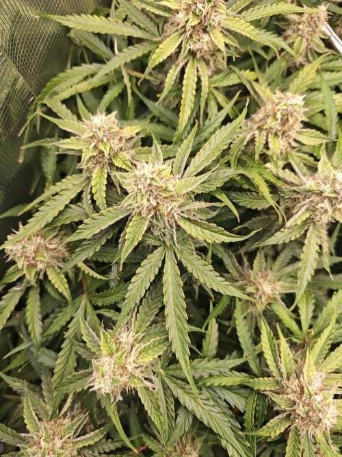 Pineapple Express F1 Auto. Week 10 - Less mature plant - Day 70