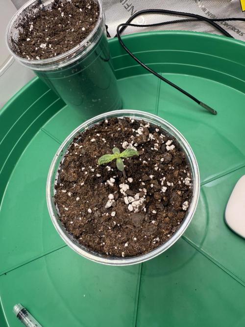 Cookies R2. Week 0