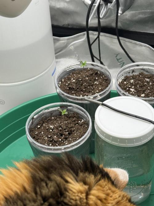 BGS TESTERS. Week 0 - Doobie checking out the plant! 6.18.26