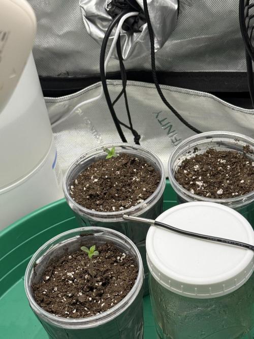 BGS TESTERS. Week 0 - 6.18.26- 2 DAYS