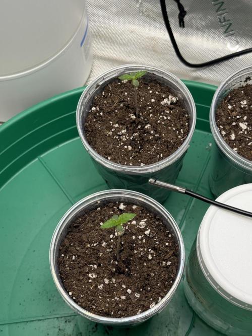 BGS TESTERS. Week 0 - 6.20-A TAD LEGGY BUT GROWING! 4 DAYS OLD