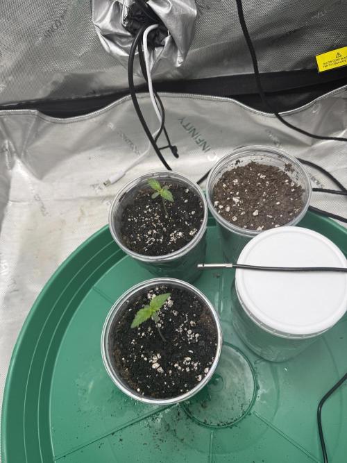 BGS TESTERS. Week 0 - 6.21- 40ML WATERING EACH