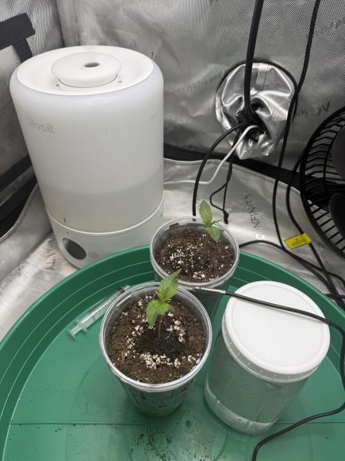 BGS TESTERS. Week 0 - 6.24.26- 12H Post Water of 20ML, Second set of leaves coming in!