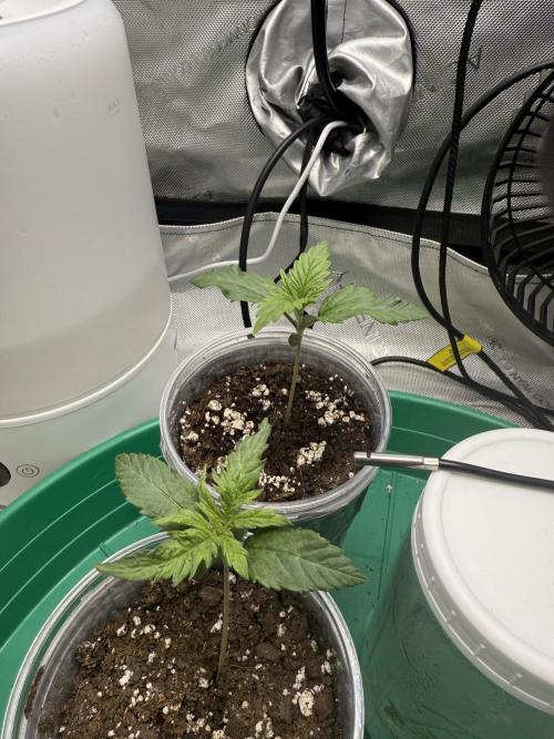 Durban Thai Jack Herer x Rosetta Stone. Week 0