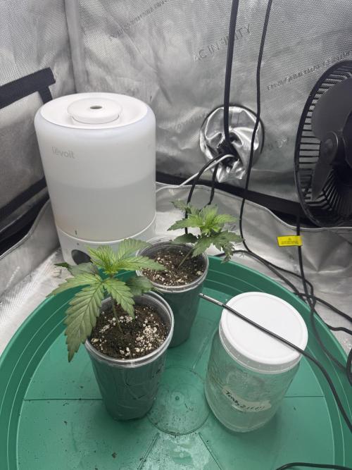 Durban Thai Jack Herer x Rosetta Stone. Week 0