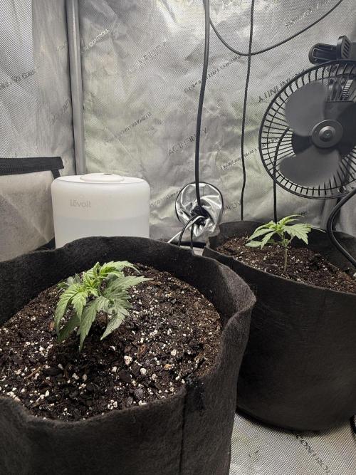 BGS TESTERS. Week 0 - 7.2.26- TRANSPLANTED INTO FINAL 3 GALLON