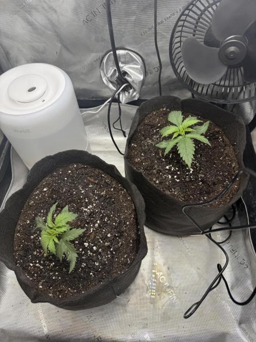 BGS TESTERS. Week 0 - 7.2.26- Each got a decent watering of Great White after transplant 