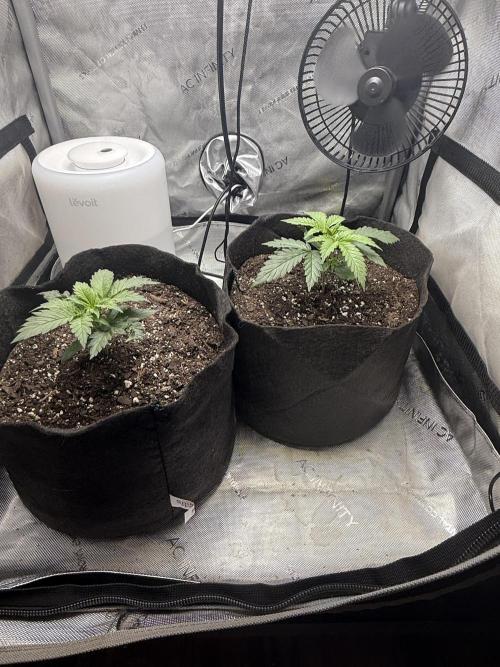 BGS TESTERS. Week 1 - 7.4.26- 25H POST TRANSPLANT