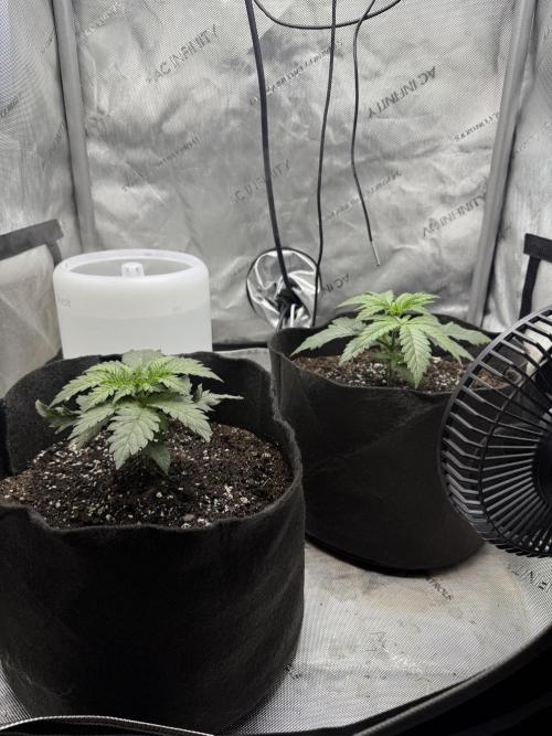 BGS TESTERS. Week 1 - 7.6.26- Post water, 750ML