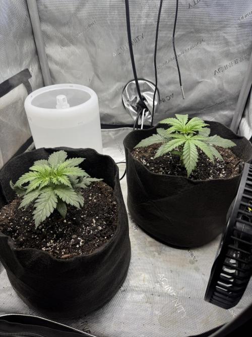 Durban Thai Jack Herer x Rosetta Stone. Week 1