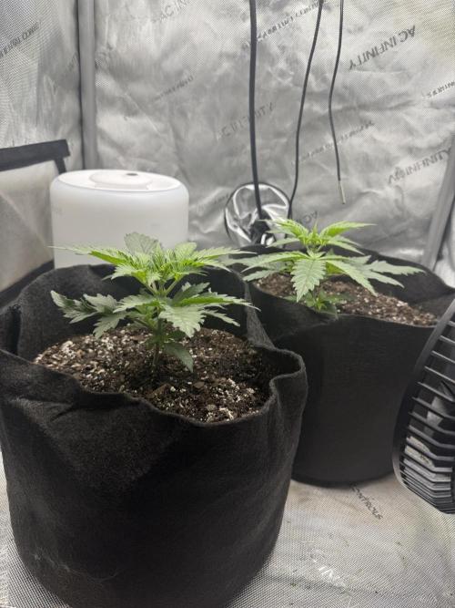 Durban Thai Jack Herer x Rosetta Stone. Week 1
